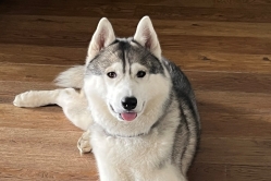 Silver Lumi Lumi